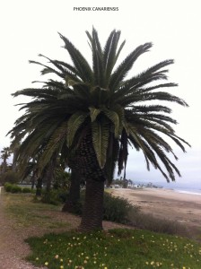 Phoenix canariensis